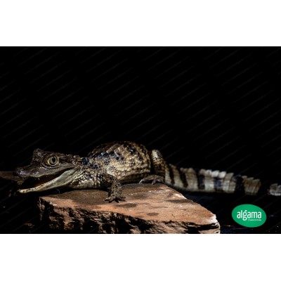 Caimán de anteojos - Caiman Crocodilus